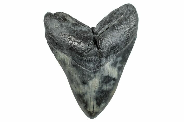 Serrated, Fossil Megalodon Tooth - South Carolina #284237